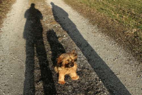 Terrier Master Sit Obey Personal Body Body Shadow
