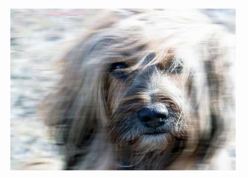 Terrier Canine Tibetan Terrier Pet Animal Dog