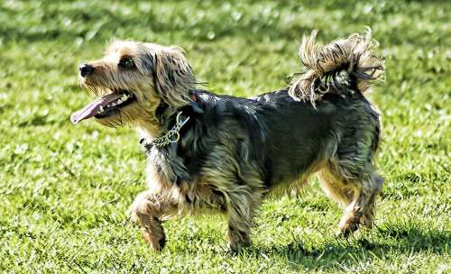 Terrier Dog Cute Grass Pets Nature Animal