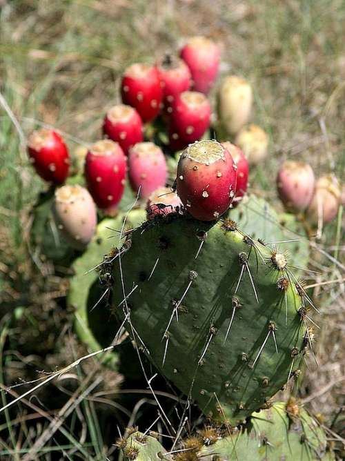 Texas Pear Prickly Cactus Flowers Plants Flora