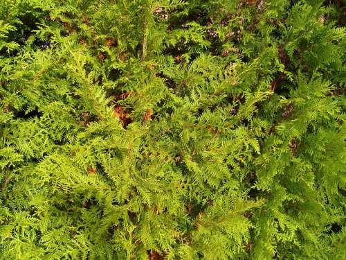 Texture Cornifer Green Spruce Conifer Trees