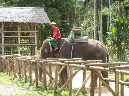Thailand Thai Nature Park Elephant Ele Nuturschutz