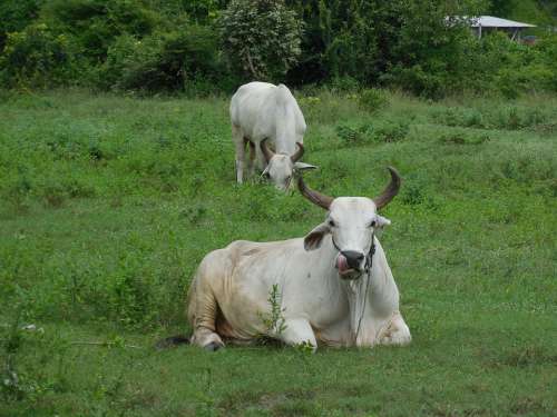 Thailand Countryside Animal Nature Cow Cattle