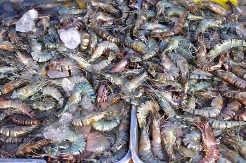 Thailand-Market Shrimp Prawns Seafood Luxury
