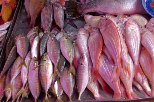 Thailand-Market Fish Seafood Luxury Fish Business