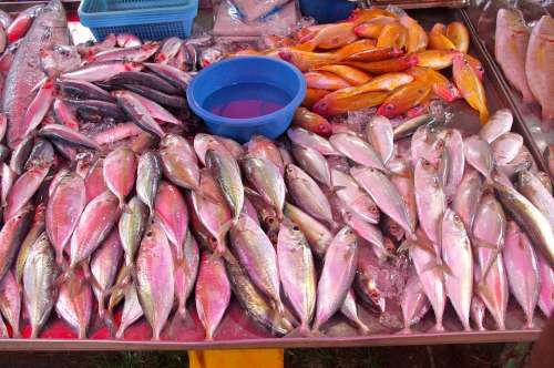 Thailand-Market Fish Fresh Fish Seafood Luxury
