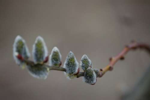 The Basis Of Spring Hope Tree Flowering