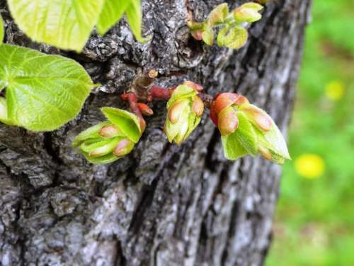 The Buds Nature Bud Spring Blooms Bloom Green