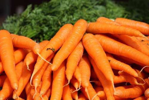 The Carrot Carrots Bunch Orange Vegetable