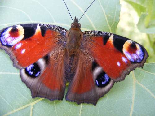 The Eye Of The Peacock Butterfly Coloring Red Leaf