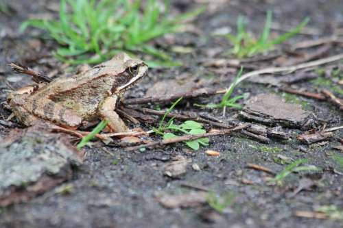 The Frog Forest Earth Nature Amphibian