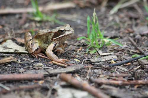 The Frog Forest Earth Nature Amphibian