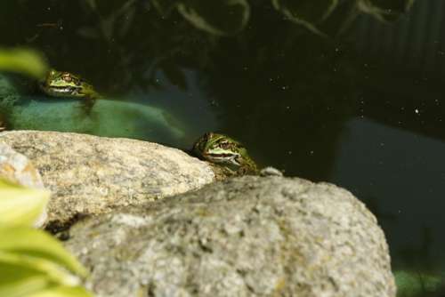 The Frog The Frog Pond Water Green The Stones