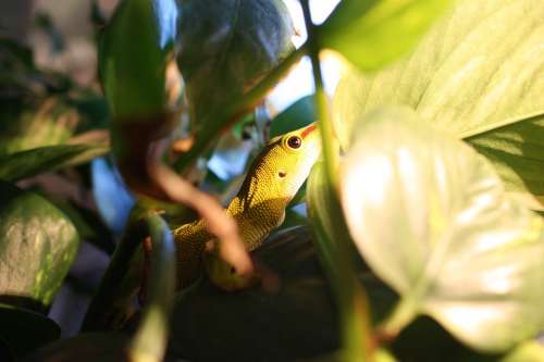 The Gecko Lizard Phelsuma Madagascariensis Reptile