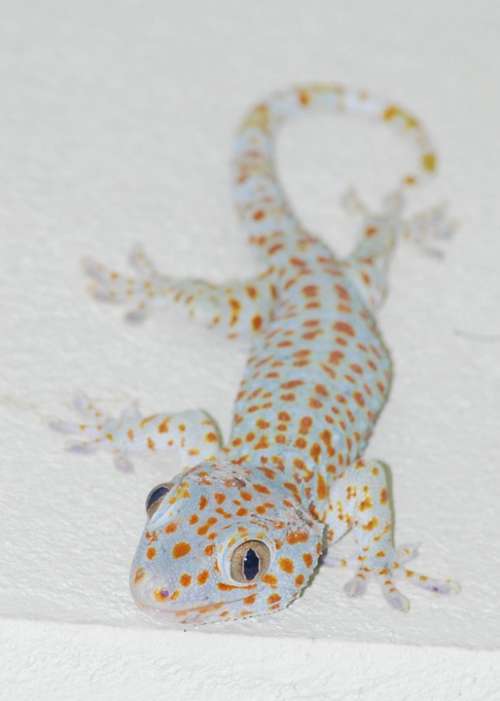 The Gecko Lizard Thailand Reptile