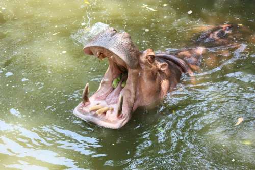 The Hippo Kita Sore Throat Delicacy Thailand