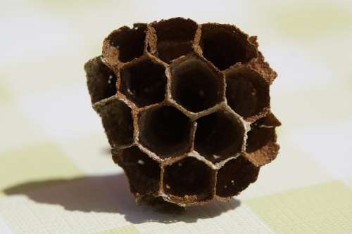 The Hive Combs Empty Filigree Hexagon Hexagonal