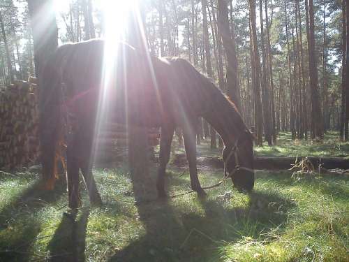 The Horse Animal Horses Forest The Sun Light