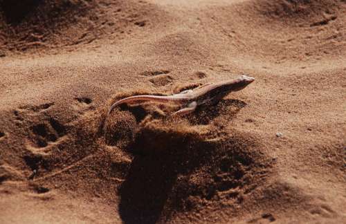 The Lizard Desert Sand Gear Traffic