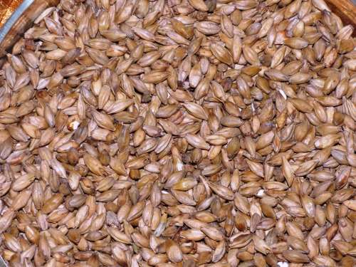 The Malt Wheat Malt Barley Malt Grains Grain Corn
