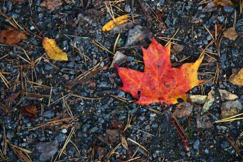The Maple Leaf Fall Colors Sand The Land
