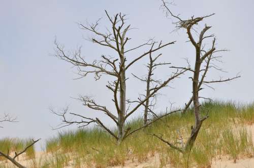 The Mobile Dune Sand The Coast Tree Nature