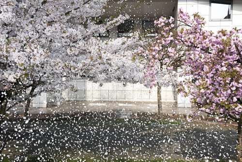 The Petals Flowers Flower Nature White