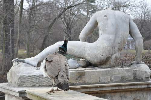 The Statue Peacock Curiosity Interest In Park