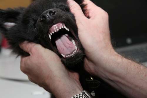 The Teeth Of The Puppy Dog Belgian Shepherd Dog