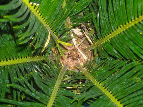 The Tree Leaf Palm Green