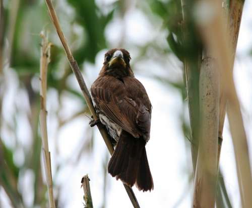 Thick-Billed Weaver Bird Grosbeak Weaver