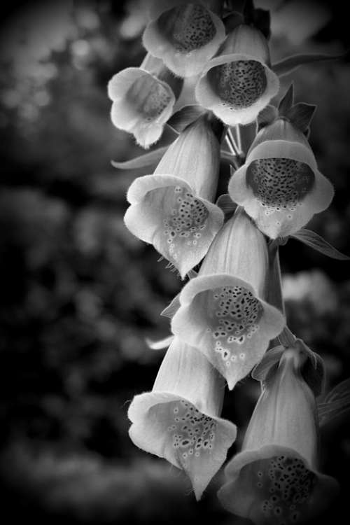 Thimble Flora Bell Flower