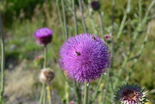 Thistle Insect Flower