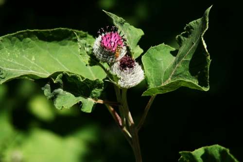 Thistle Nature Flower Hoverfly Wild Flower Blossom