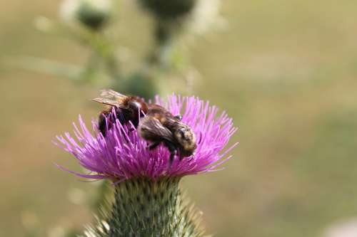 Thistle Bees Thistle Flower
