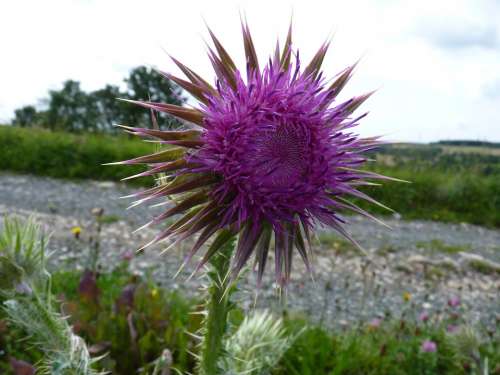 Thistle Purple Plant Spur Nature