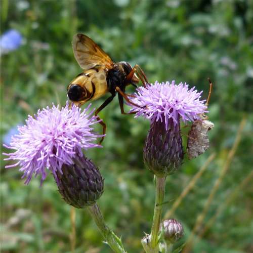 Thistle Bee Insect Flowers Forage Macro Nature