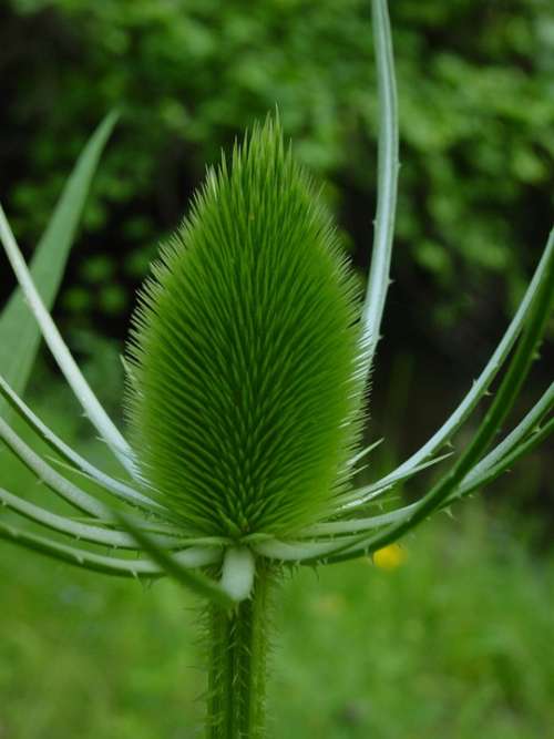 Thistle Green Plant Prickly Pointy Spiny