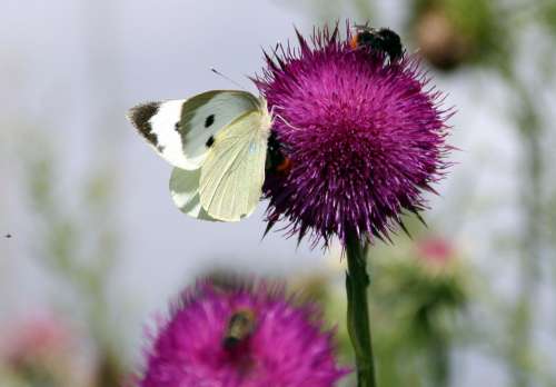 Thistle White Butterfly Blossom Bloom