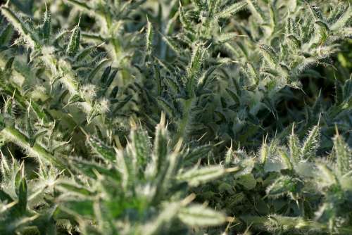 Thistle Plant Nature Spur Prickly Green Close Up