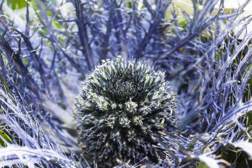 Thistle Nature Plant Blue Prickly Bouquet Fill