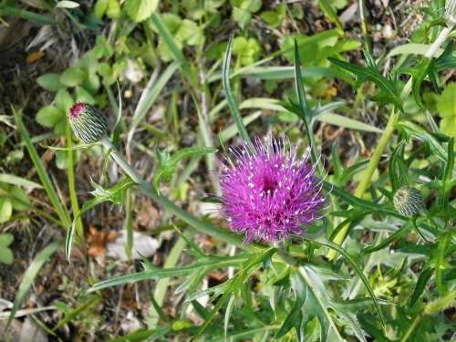 Thistle Pink Flower Purple Flowers Wild Grass