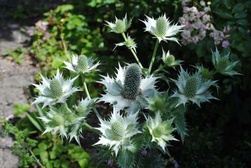 Thistle Inflorescence Garden Prickly