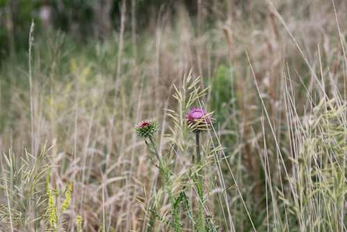Thistle Wildflowers Nature Plant Flora Summer