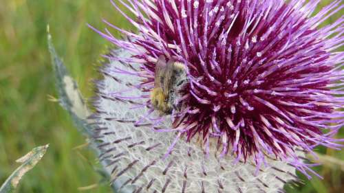 Thistle Nature Flower Plant Weed Blossom Bloom