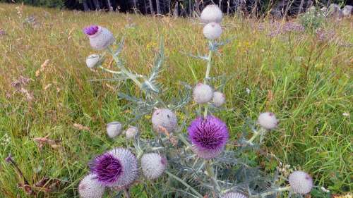 Thistle Nature Flower Plant Weed Blossom Bloom