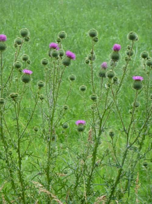 Thistle Weed Garden Green Wild Herb Bloom