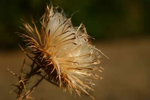 Thistle Dry Autumn Spike Fall Wildflower Macro