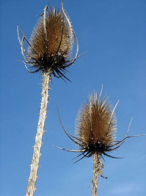 Thistle Spines Blue Sky Autumn Wild Flowers Dry