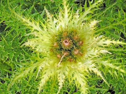 Thistle Plant Sting Green Thorn Summer